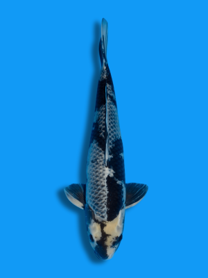 Kage Shiro Utsuri | Koi&Co.